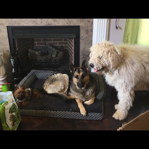 I’m a 59 year old mother of 3 and Nana to 8. My pictures are of my 3 protectors. - Picture 1 of 11